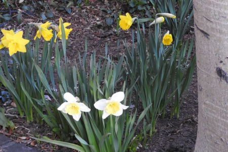 Black Pip in Springtime - Daffodils