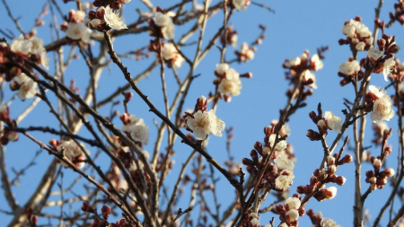 Black Pip in Springtime - Apricot Blossoms