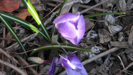 Black Pip in Springtime - Violets