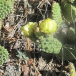 Prickly Pear Cactus