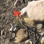 Succulent