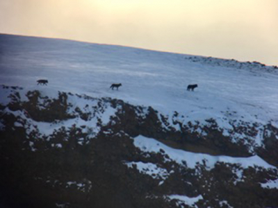 chasing_wolves_1