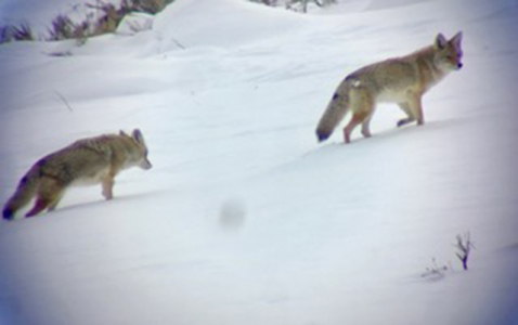 chasing_wolves_3