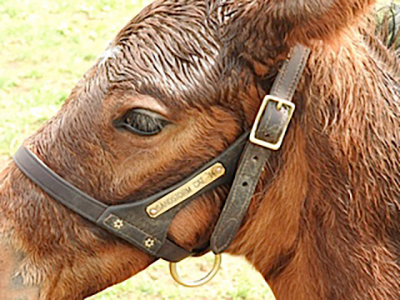 dogs_horses_fish_1