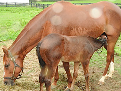 dogs_horses_fish_3