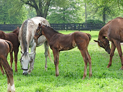 dogs_horses_fish_4