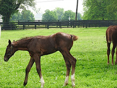 dogs_horses_fish_5