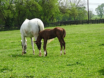 dogs_horses_fish_6