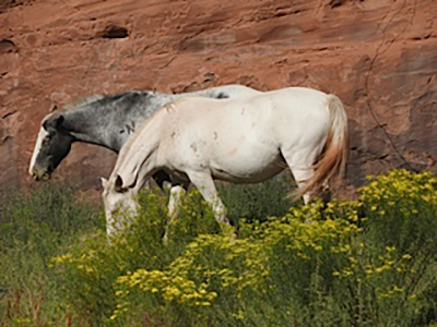 horses_canyon_de_chelly
