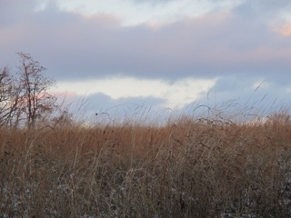 Sallie Bingham - Kentucky Farm 18