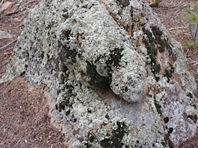 Moss