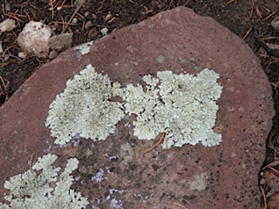 Moss