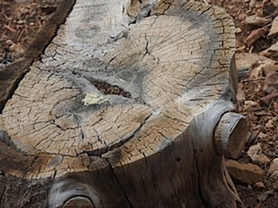 Tree Stump in Winter