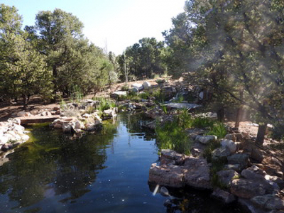Koi Pond