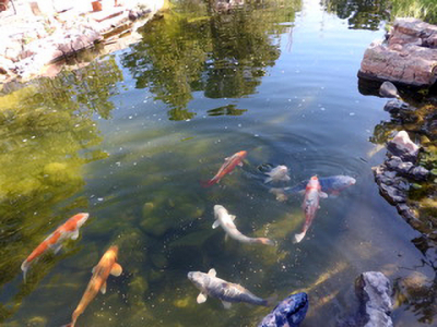 Koi Pond