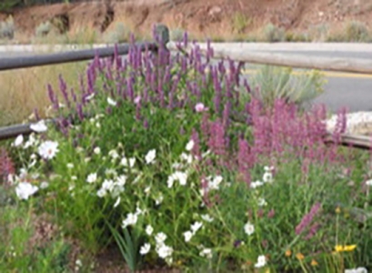 Nance's Garden - September 2015