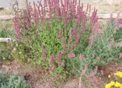 Nance's Garden - September 2015
