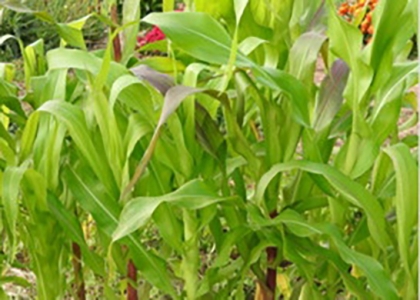 Nance's Garden - September 2015