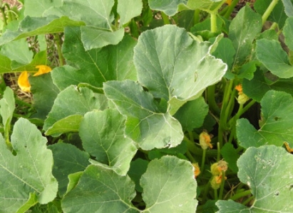 Nance's Garden - September 2015