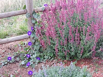 Nance's Garden - Late August 2016