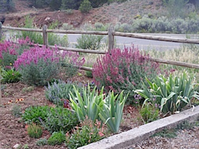 Nance's Garden - Late August 2016