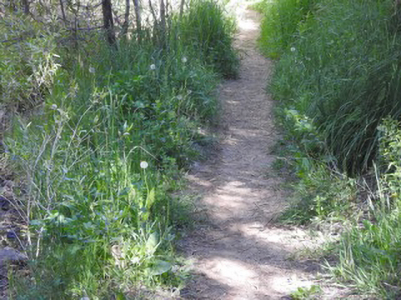 Trail