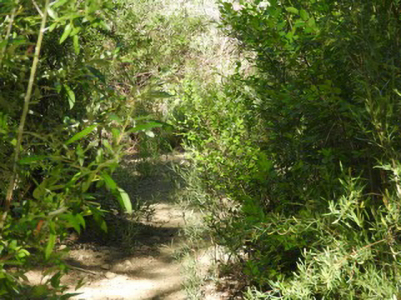 Forest Trail