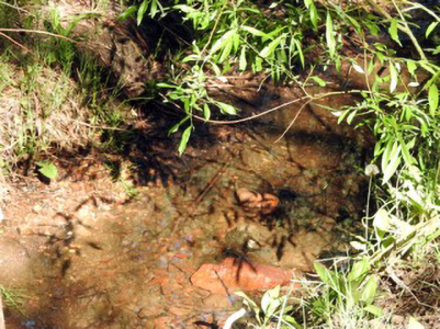The Creek