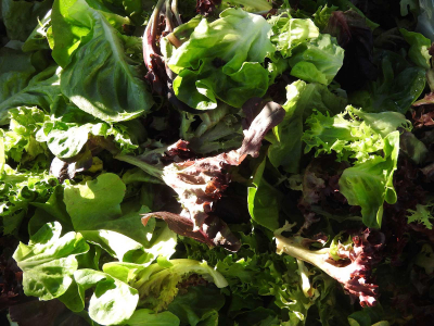Santa Fe Farmers Market - Lettuce