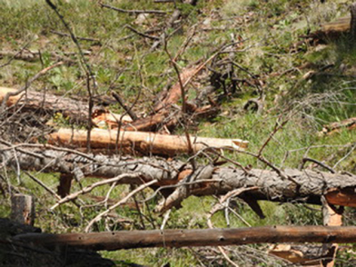The Fire This Time - Outside Santa Fe, New Mexico