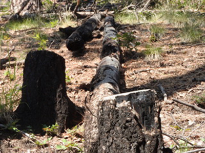 The Fire This Time - Outside Santa Fe, New Mexico