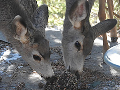 breakfast_with_deer_1