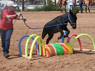 mule_day_3