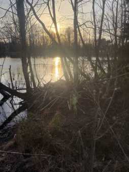 Beaver lodge at sunset