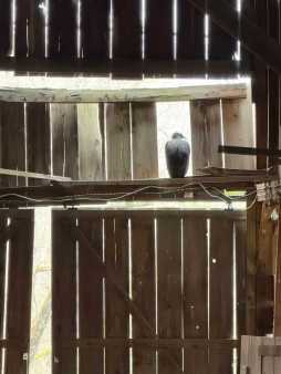 Black buzzard watching the rain