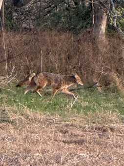 Coyote