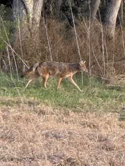 Coyote
