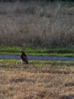Red Tail Hawk