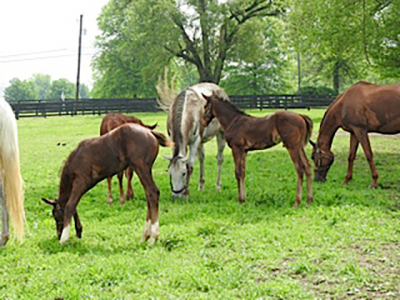 Horses in Kentucky