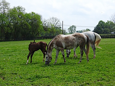 Horses in Kentucky