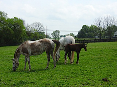 Horses in Kentucky