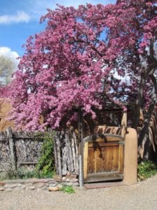 Photo of a path in Santa Fe with redbud tree