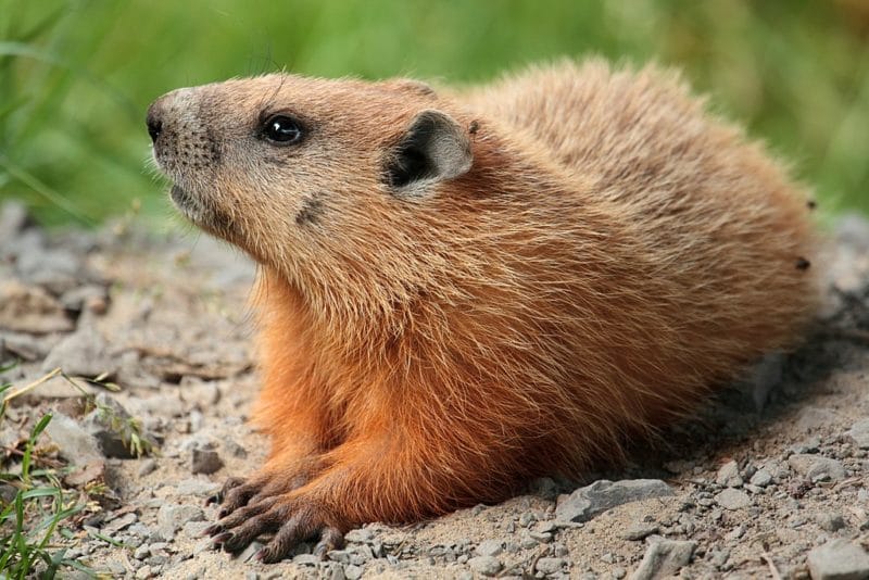 Photo of a groundhog