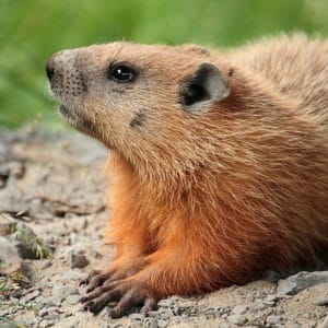 Photo of a groundhog