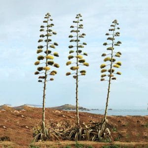 Agave americana in bloom in Portugal (Wikipedia).