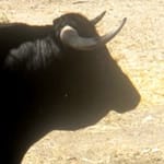 Bull - Spain