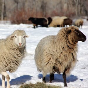 Photo of two Navajo-Churro sheep in snow