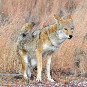 Coyote, New Mexico