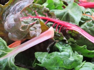 Sallie Bingham - Santa Fe Farmers' Market Sallie Bingham - Santa Fe Farmers' Market