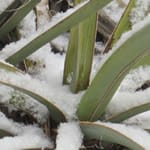 Women, Dogs and Mountains